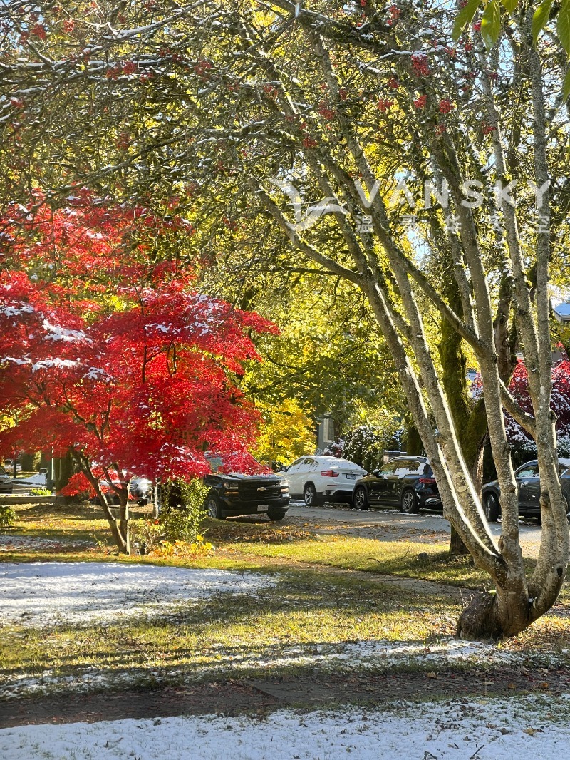 221210132004_15th street with red maple tree.JPG